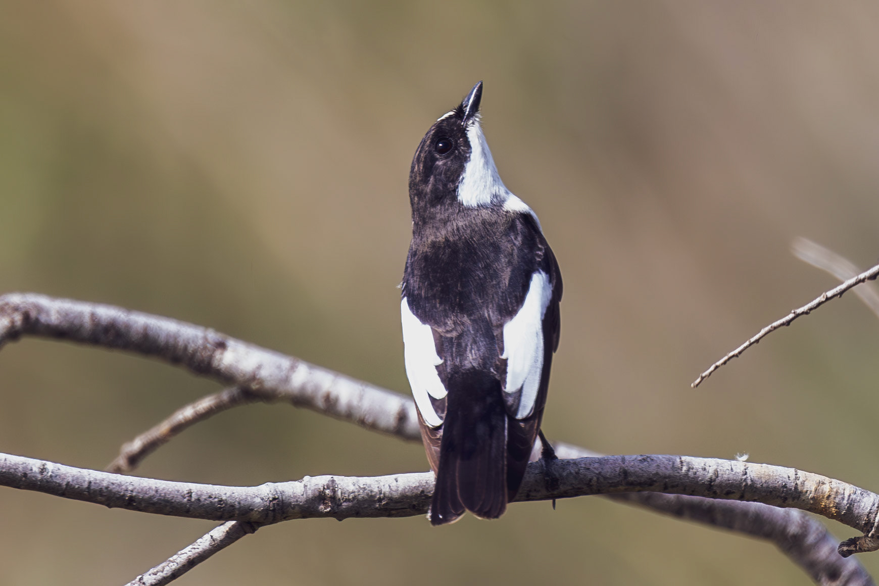 Pied Flycatcher