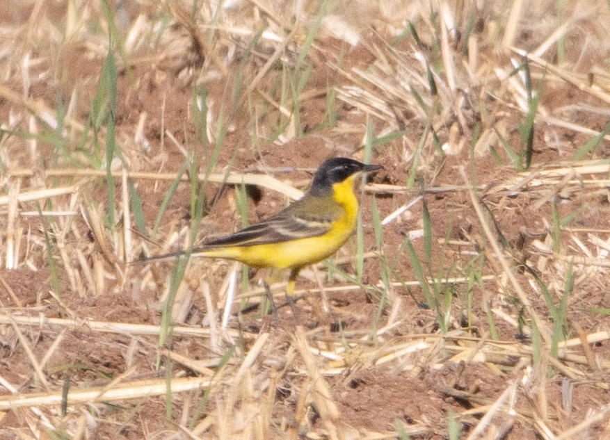 Black-headed Wagtail
