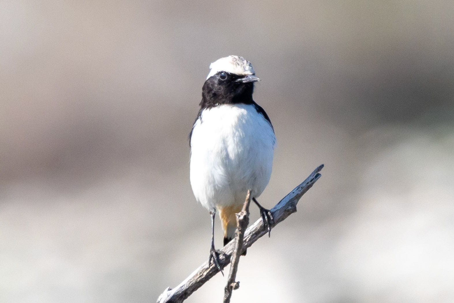 Mourning Wheatear