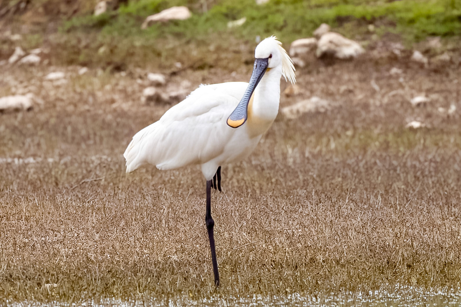 Spoonbill