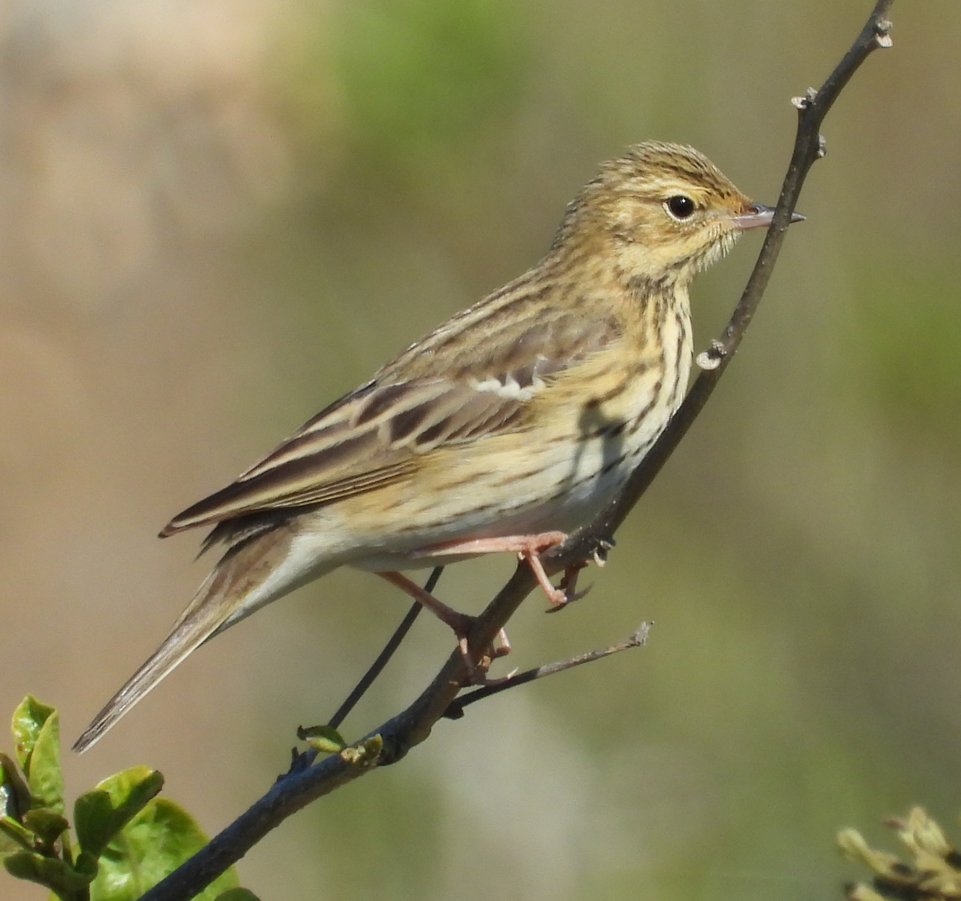Tree Pipit 0104.JPG