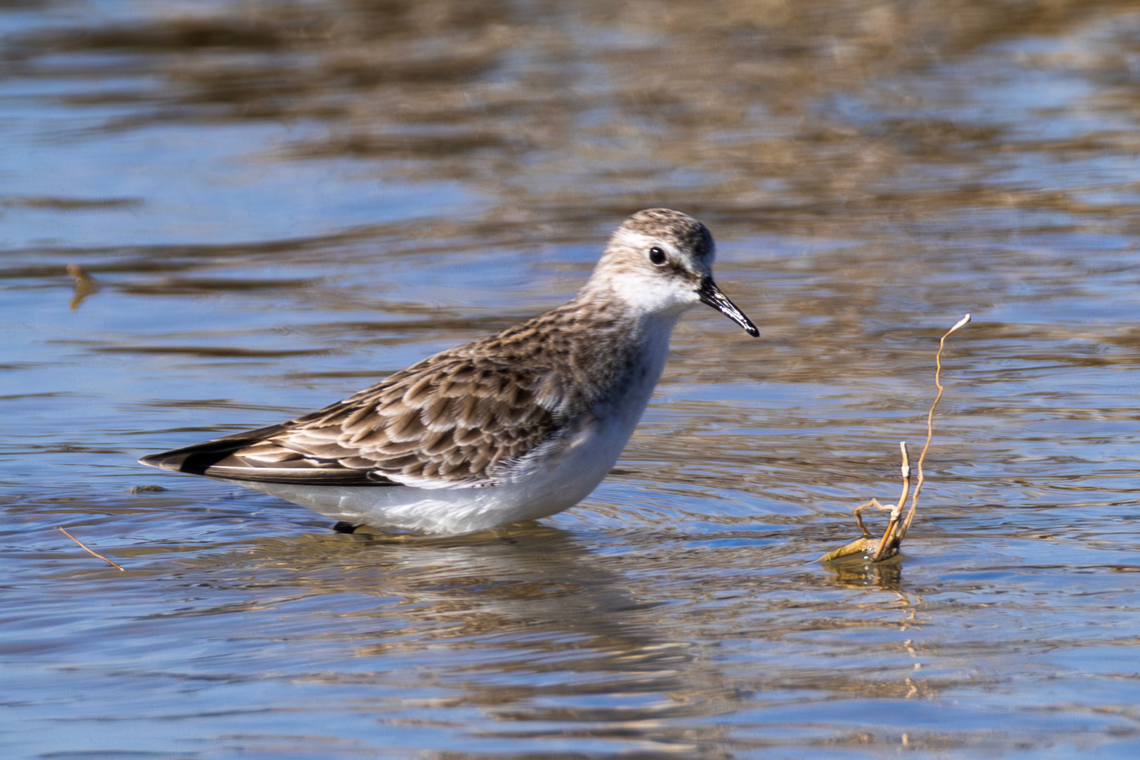 Little Stint