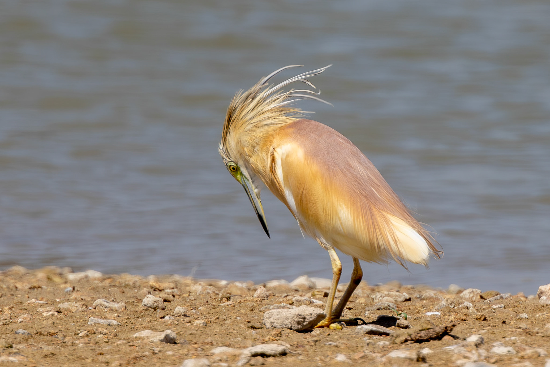 Squacco Heron