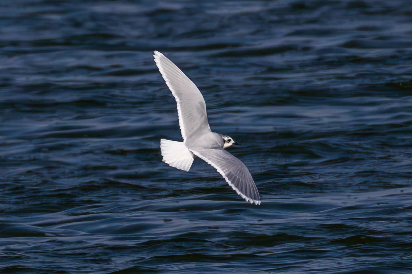 Little Gull