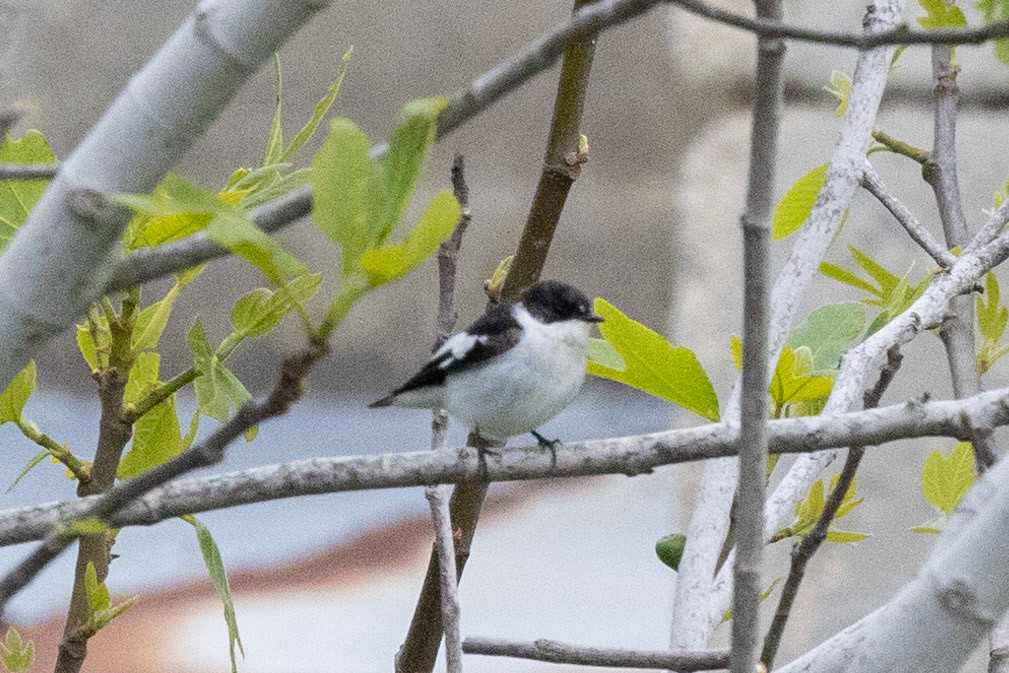Semi-Collared Flycatcher