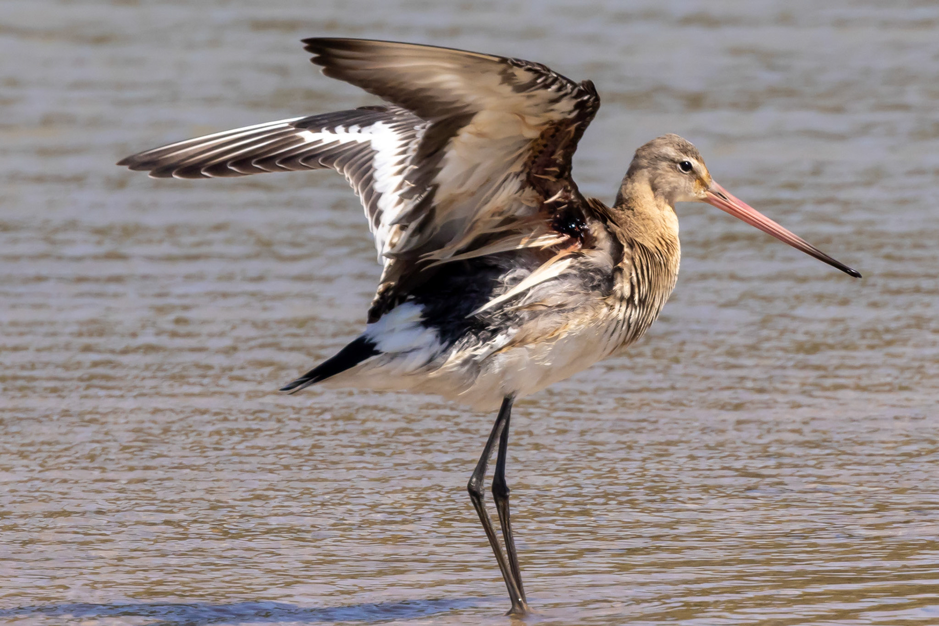 Black-tailed Godwit