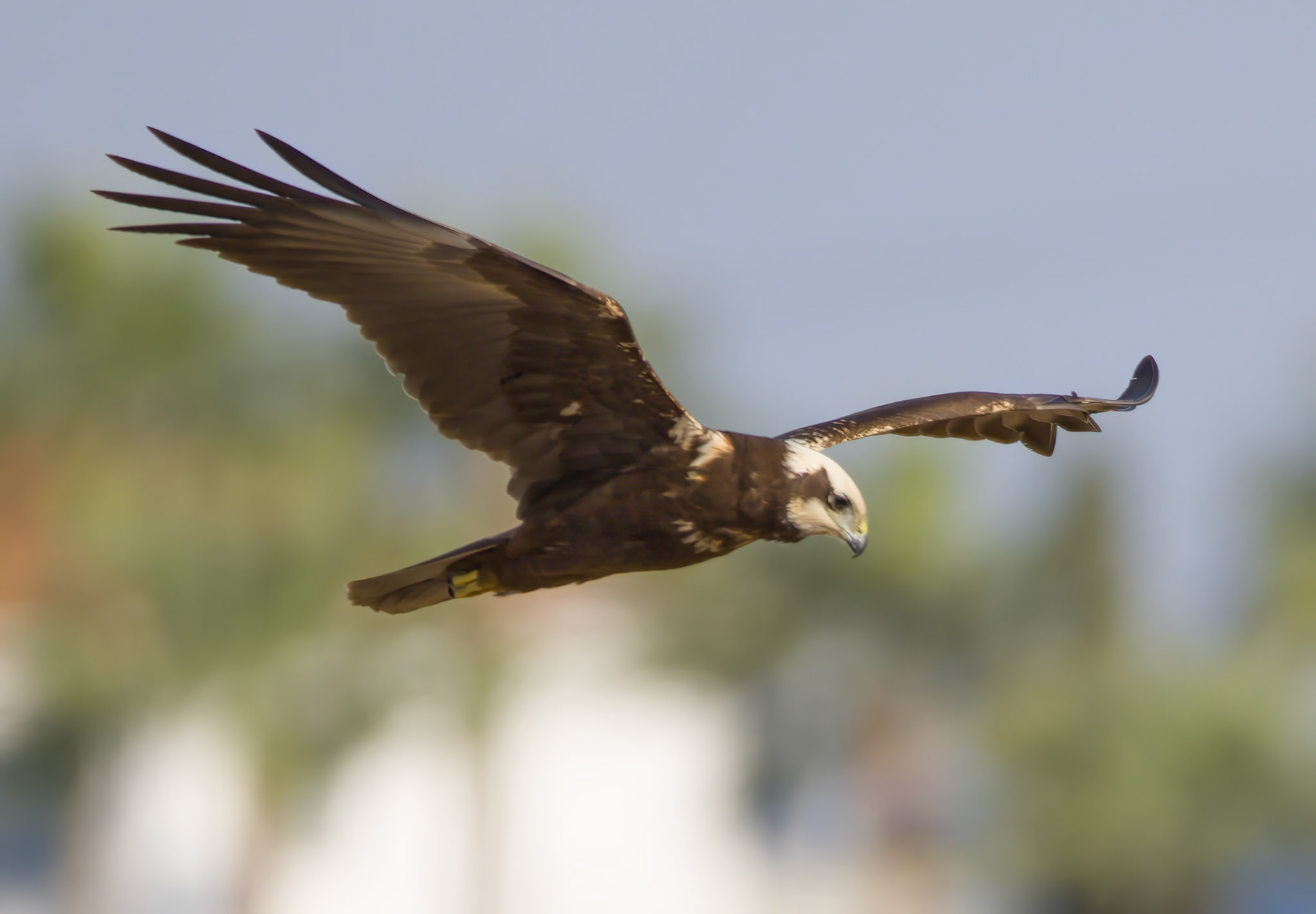 Marsh Harrier
