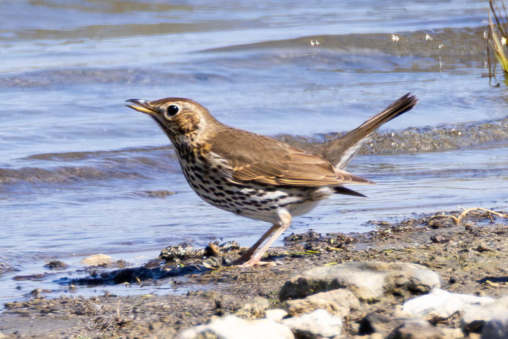 Song Thrush