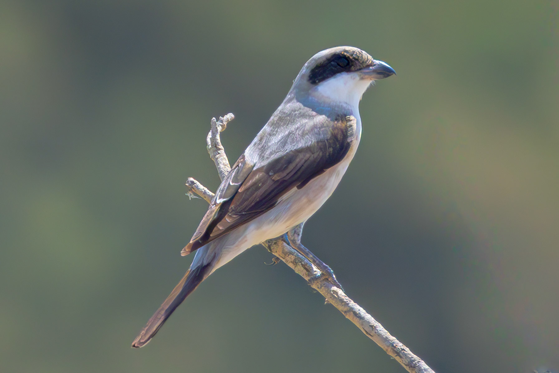 Lesser-grey Shrike