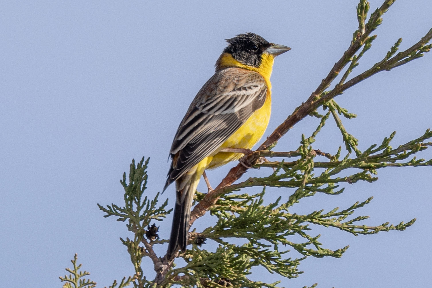 Black-headed Bunting
