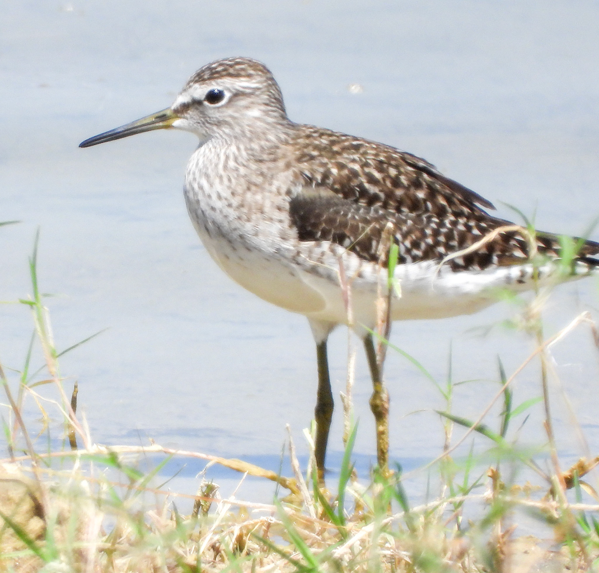Wood Sandpiper