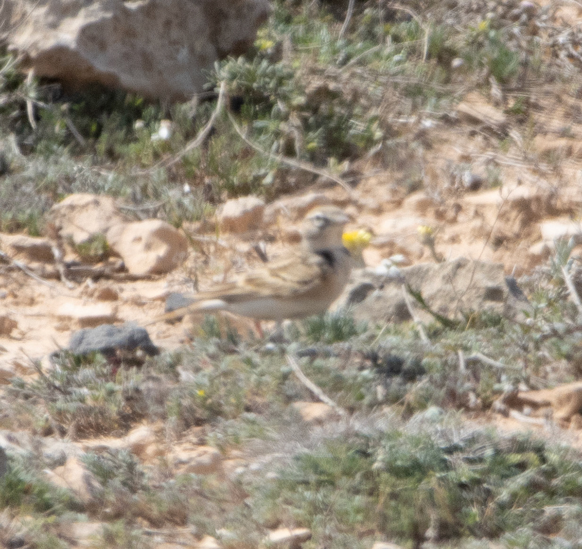 Great Short Toed Lark