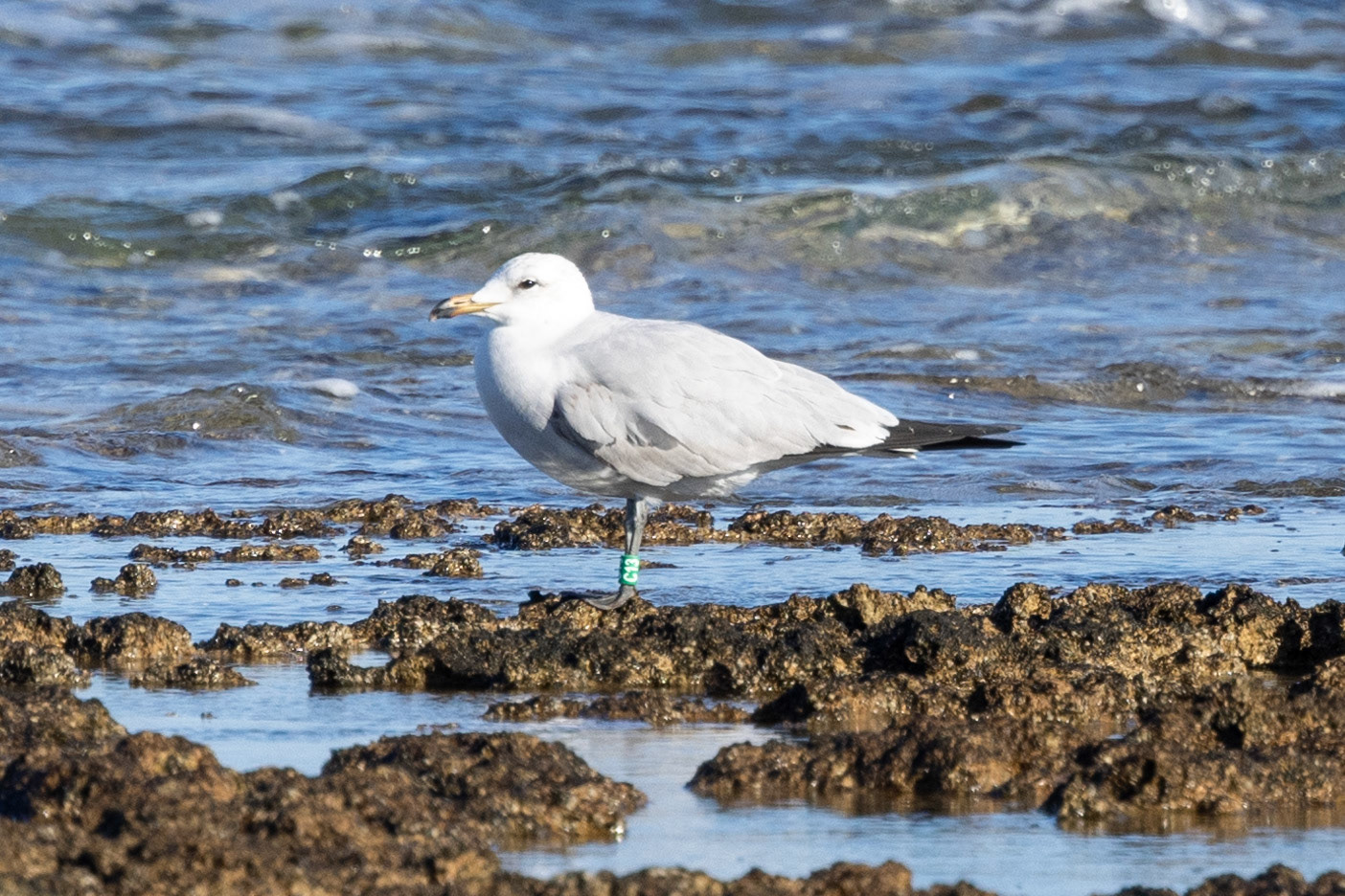 Audouins Gull