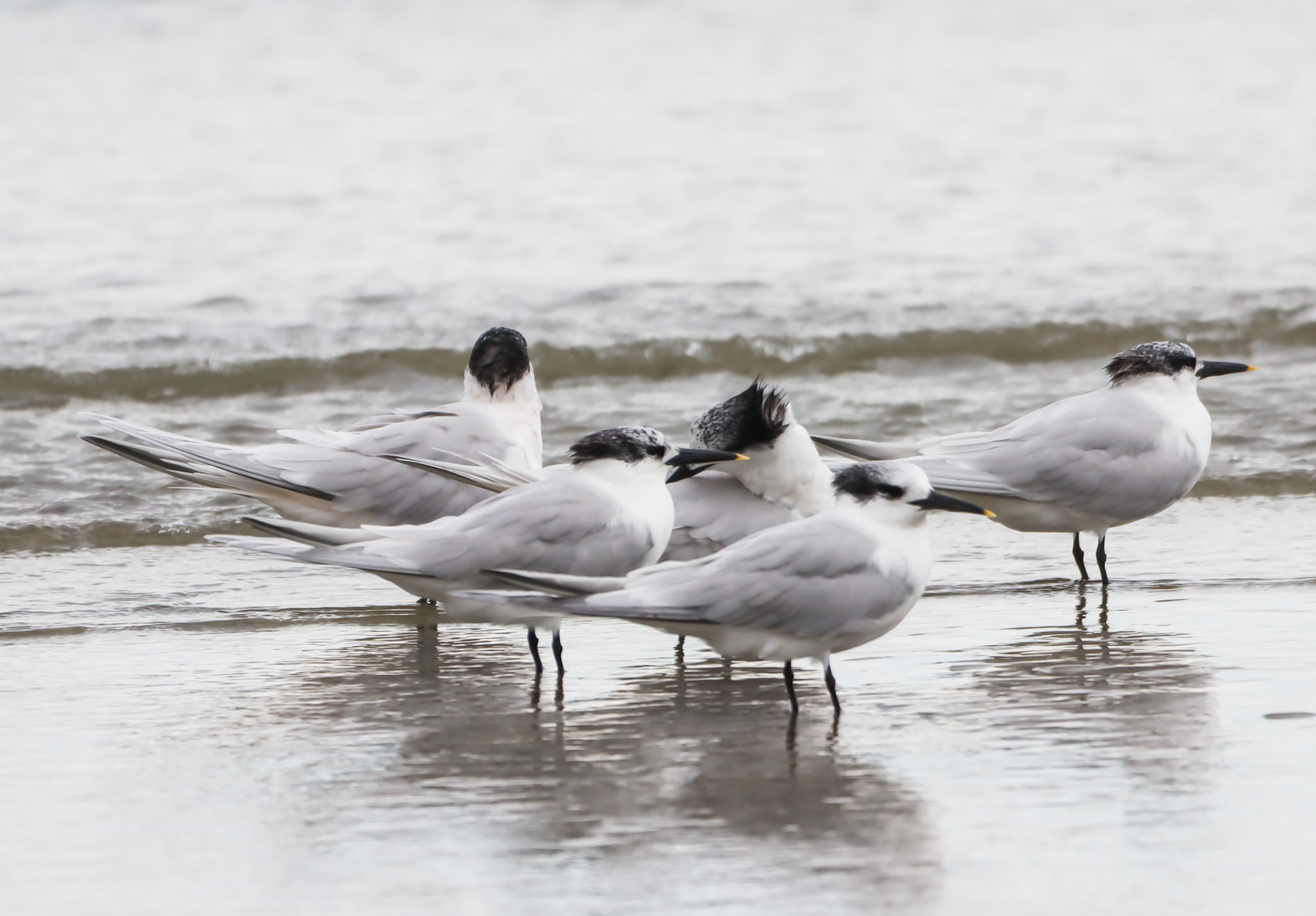 Sandwich tern