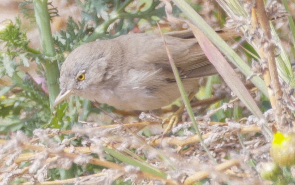 Asian Desert Warbler