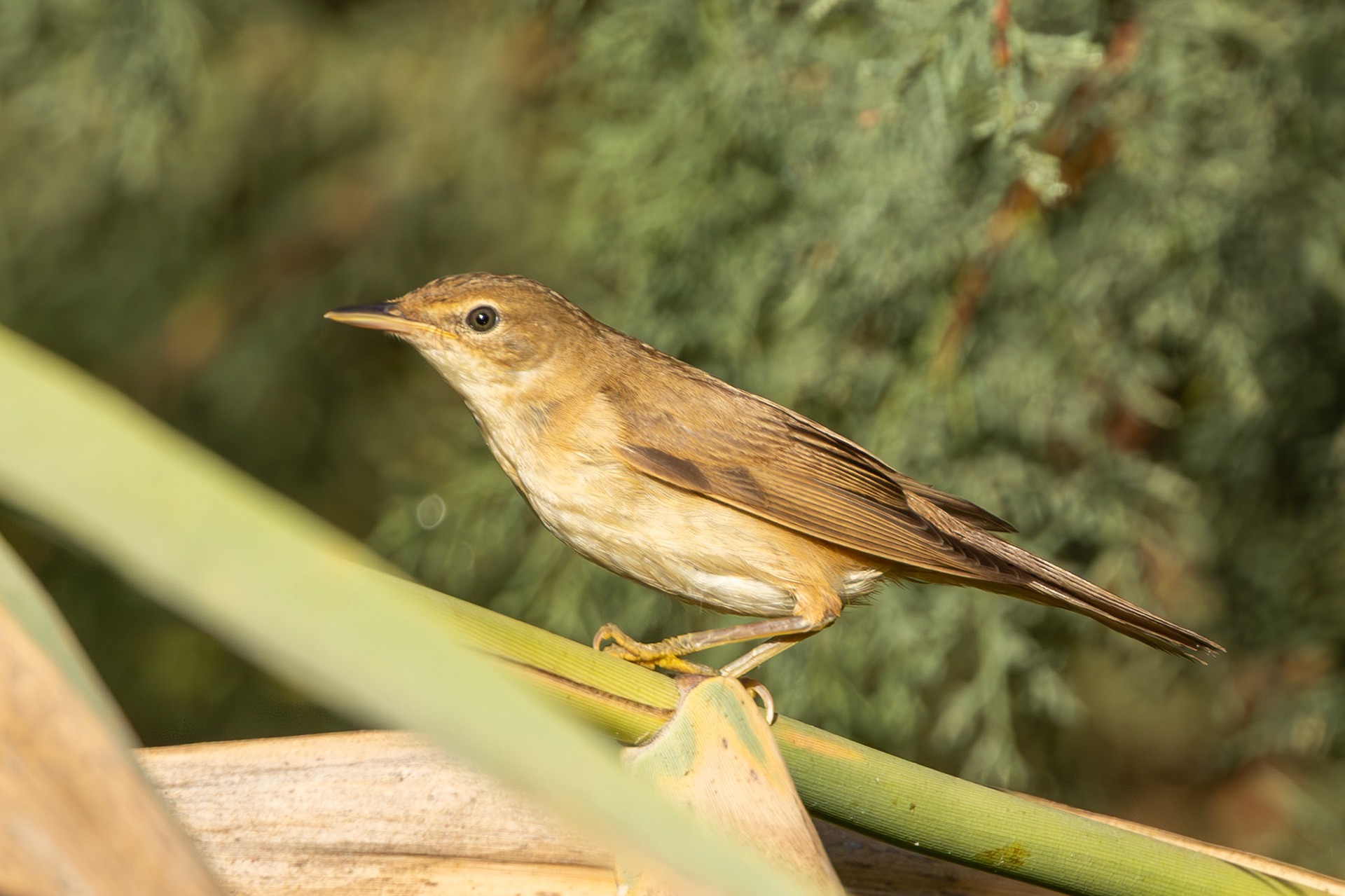 Reed Warbler