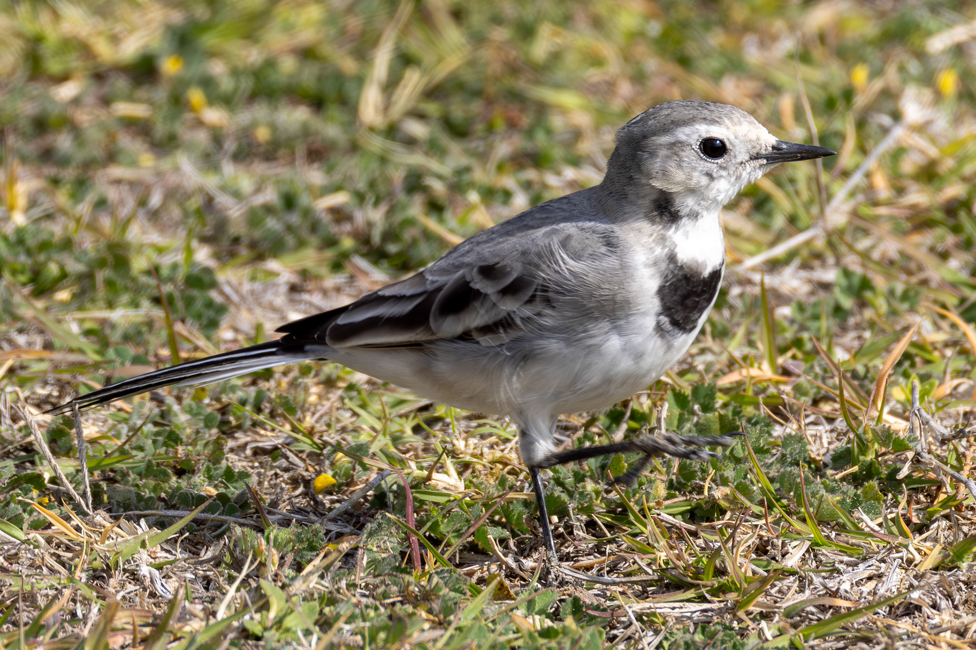 White Wagtail