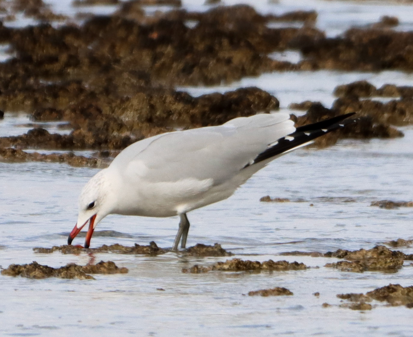 Audouin's Gull