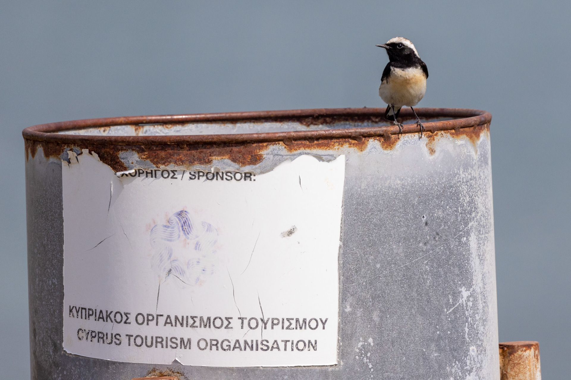Cyprus Wheatear