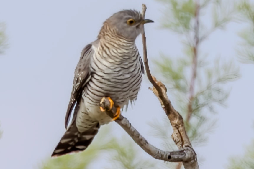 Common Cuckoo