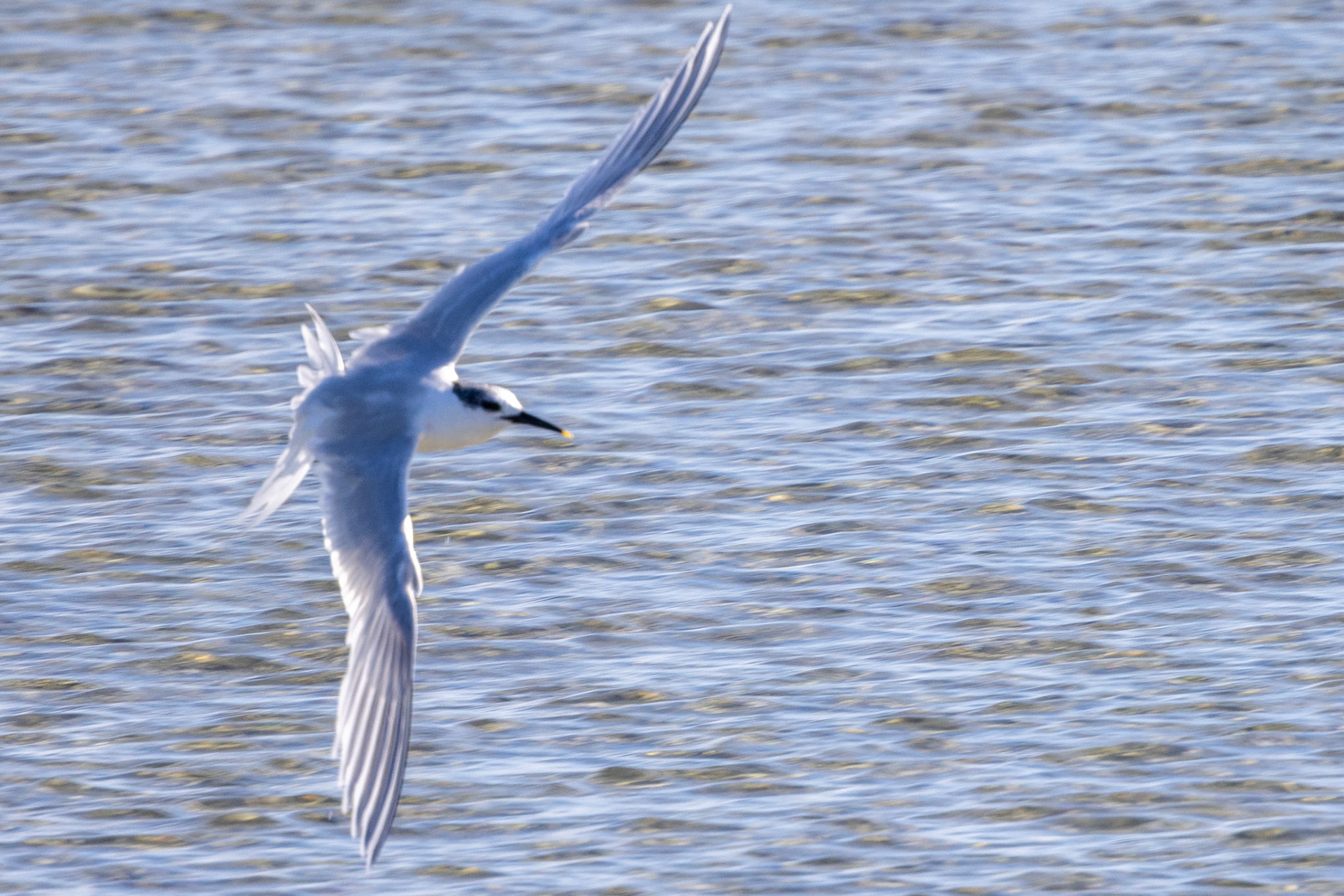 Sandwich Tern