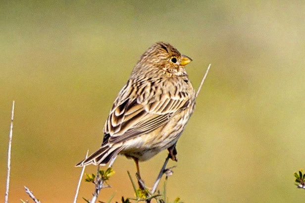 Corn Bunting