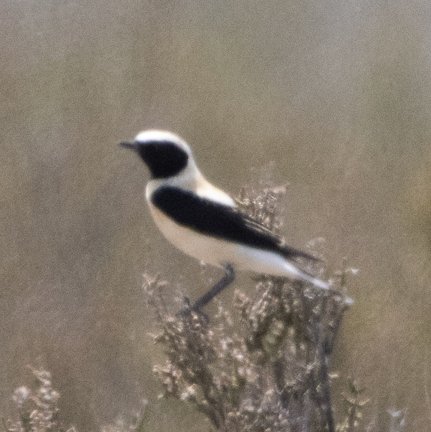 Black-eared Wheatear