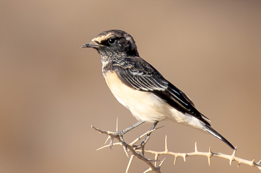Cyprus Wheatear