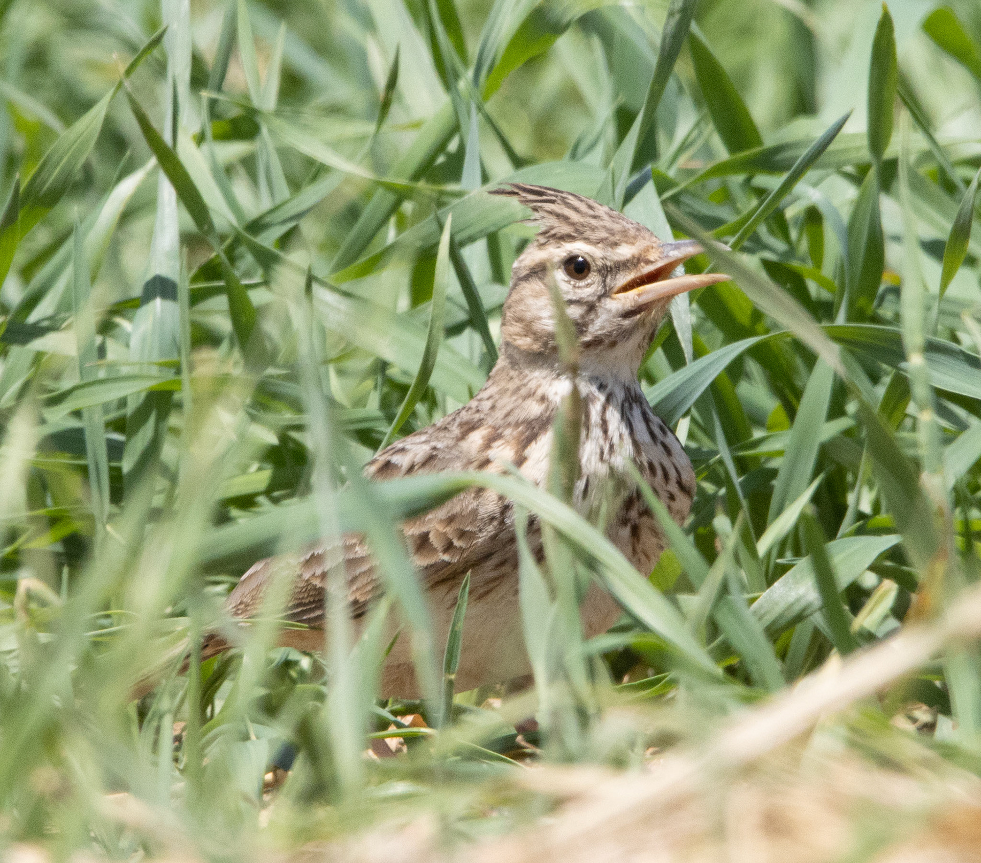 Crested Lark