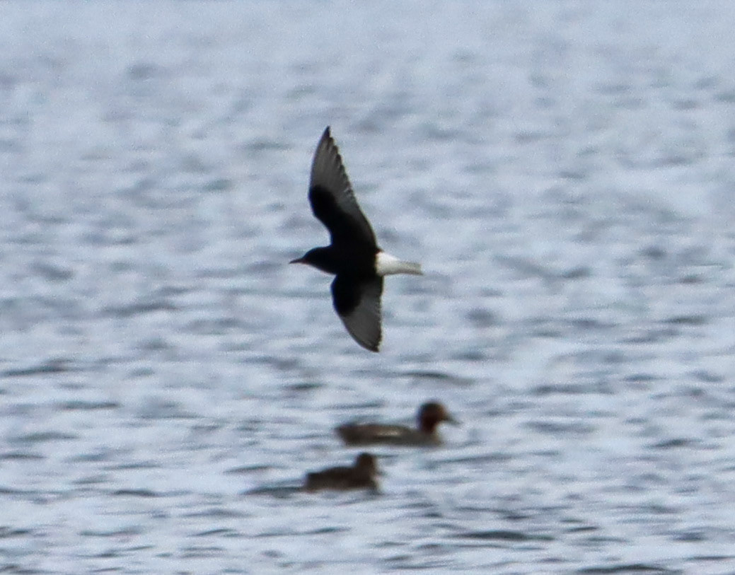 White Winged Tern