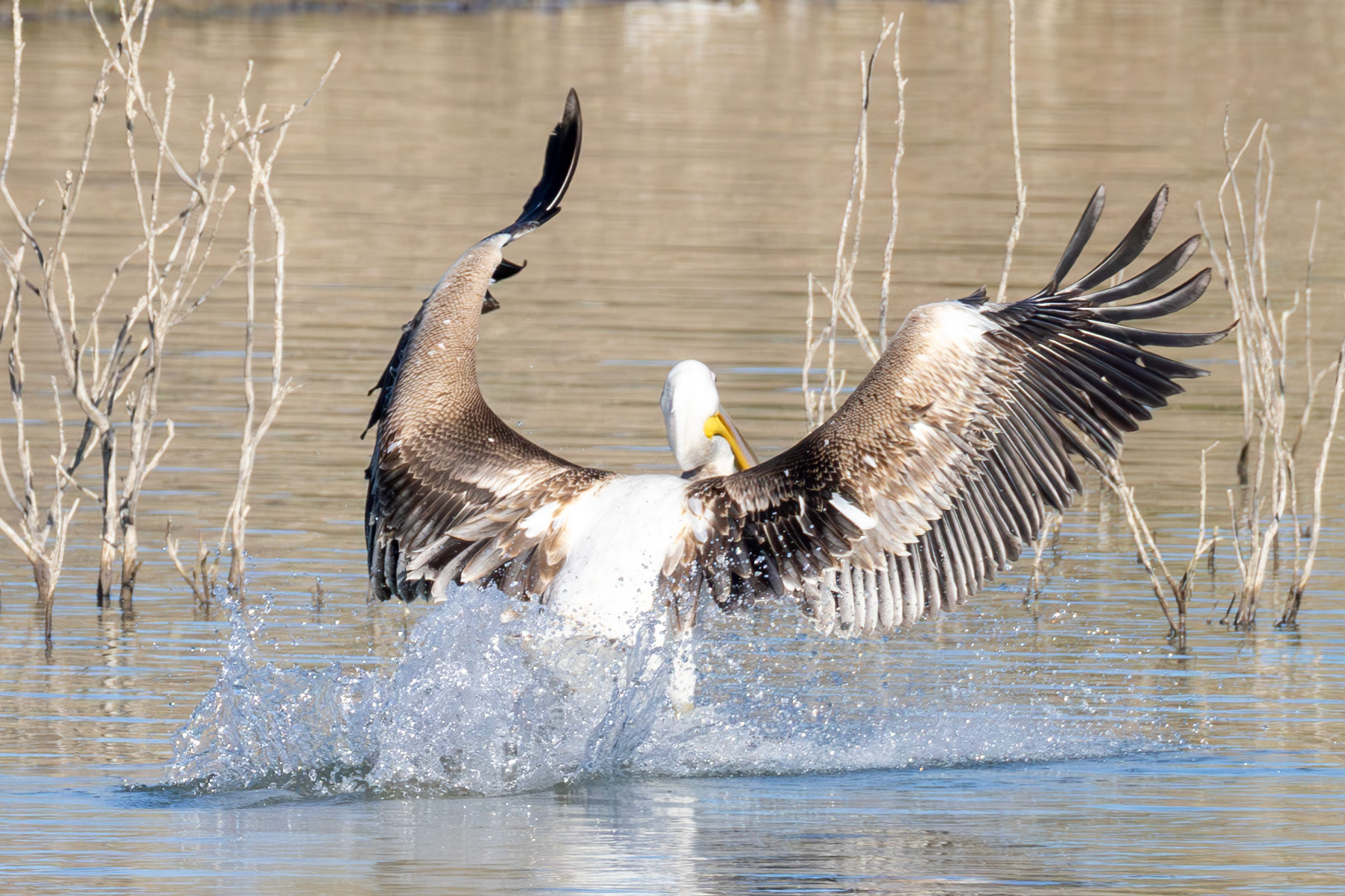 Great White Pelican