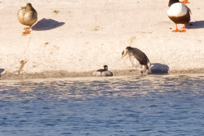Black-necked Grebe