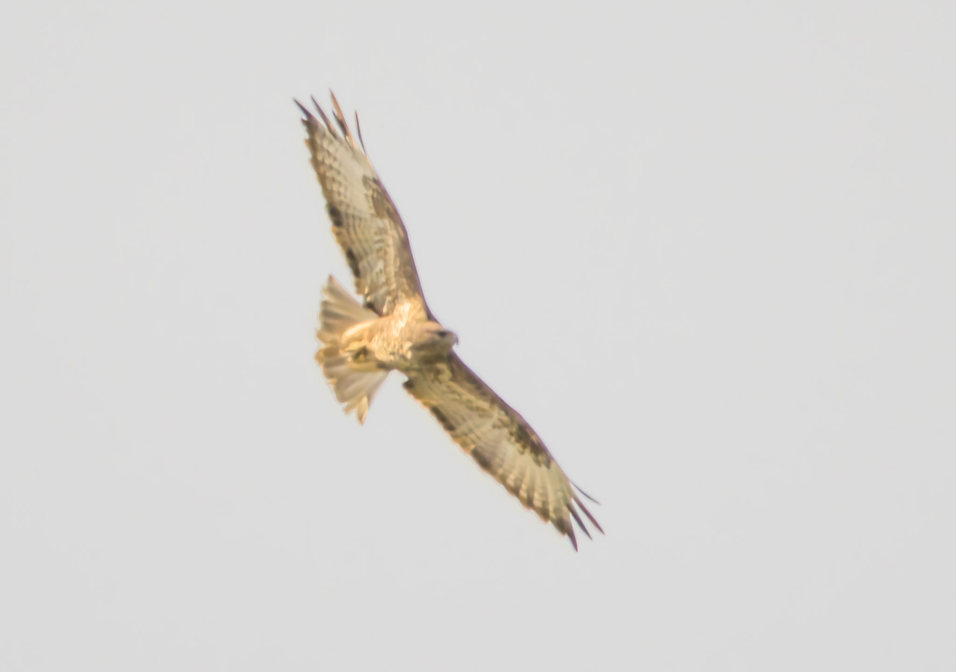 Long_legged Buzzard