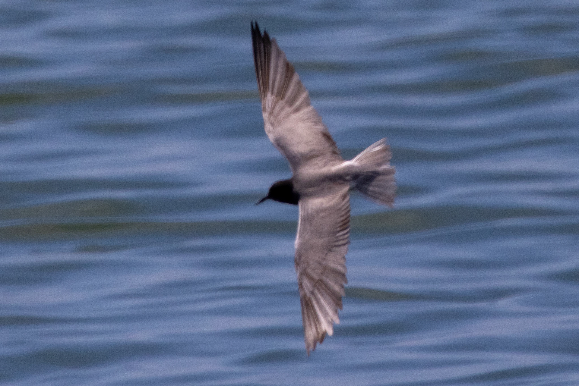 Black Tern