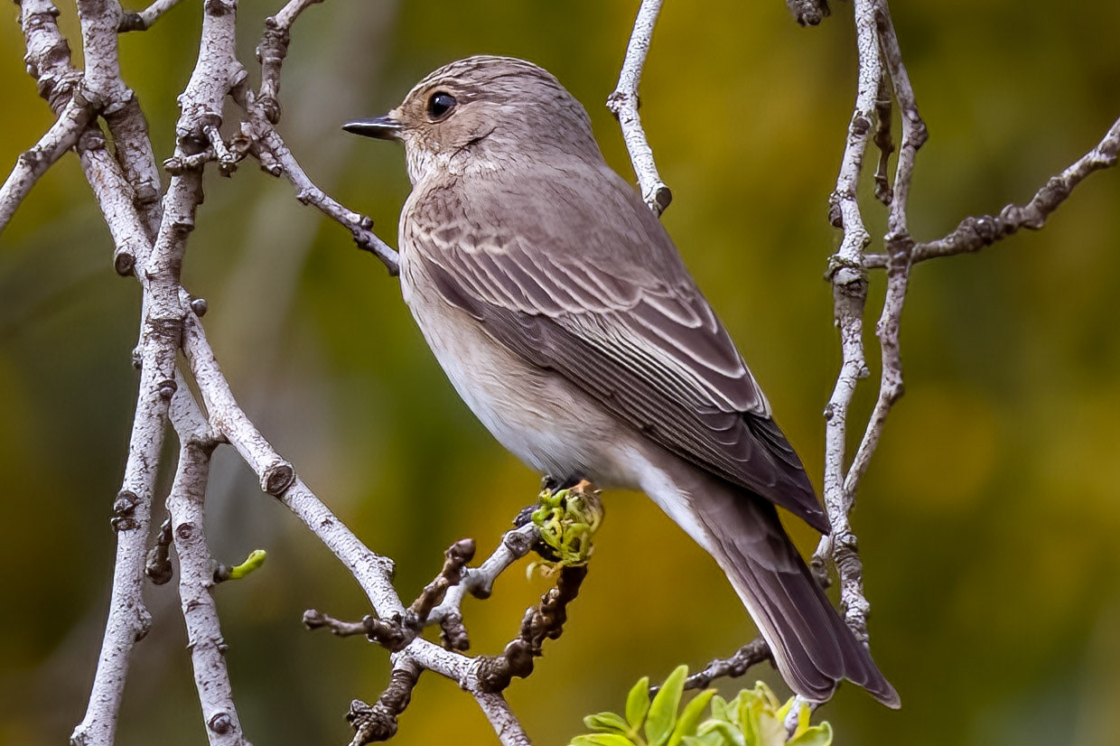 Spotted Flycatcher