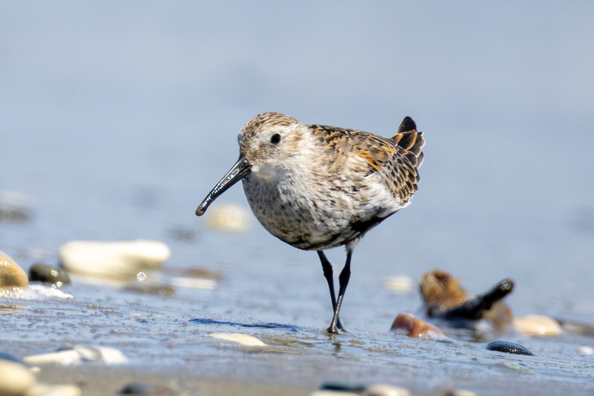 Dunlin