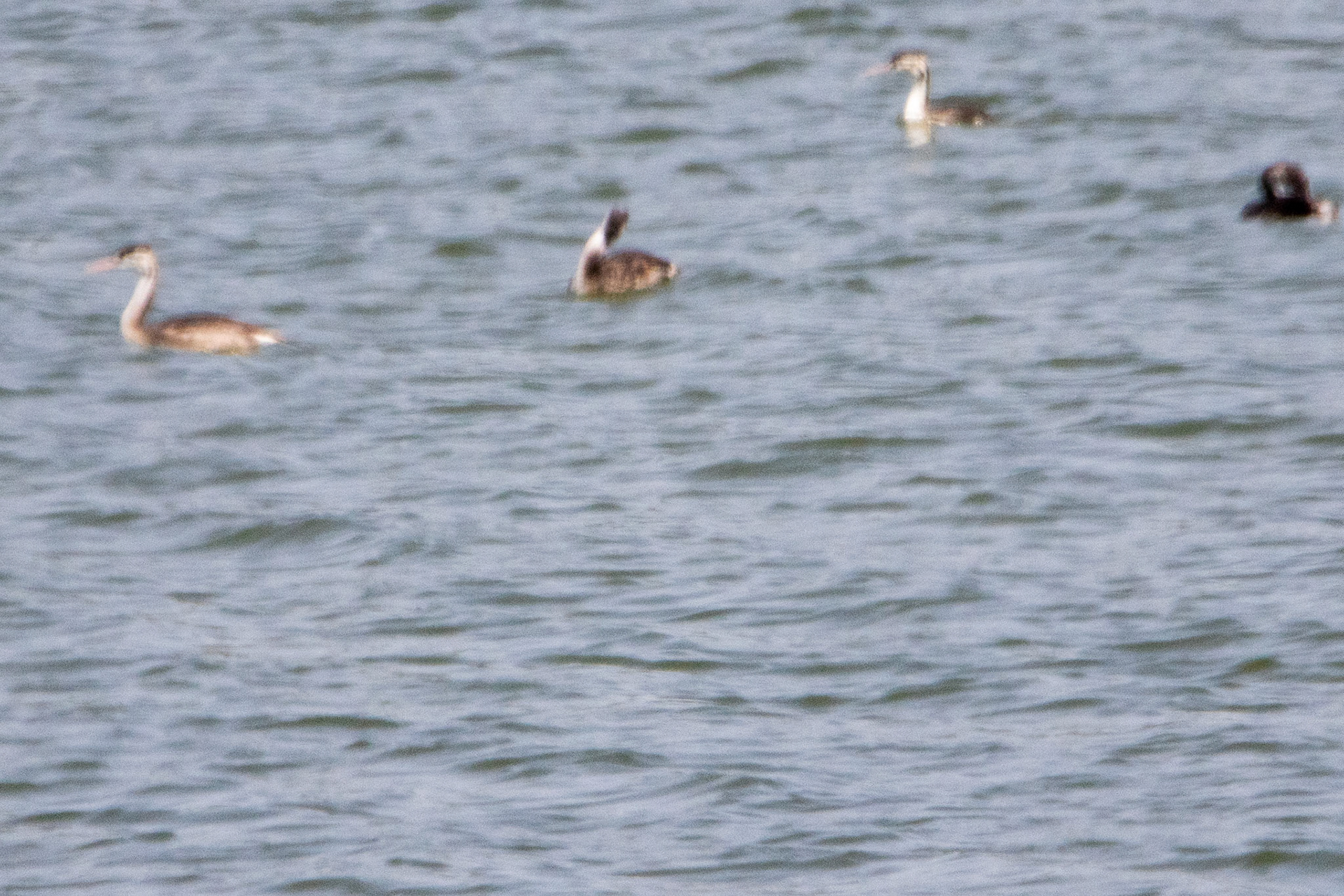 Great Crested Grebe