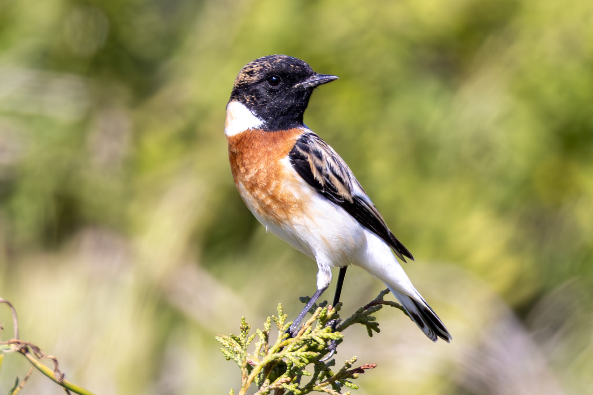 Caspian Stonechat