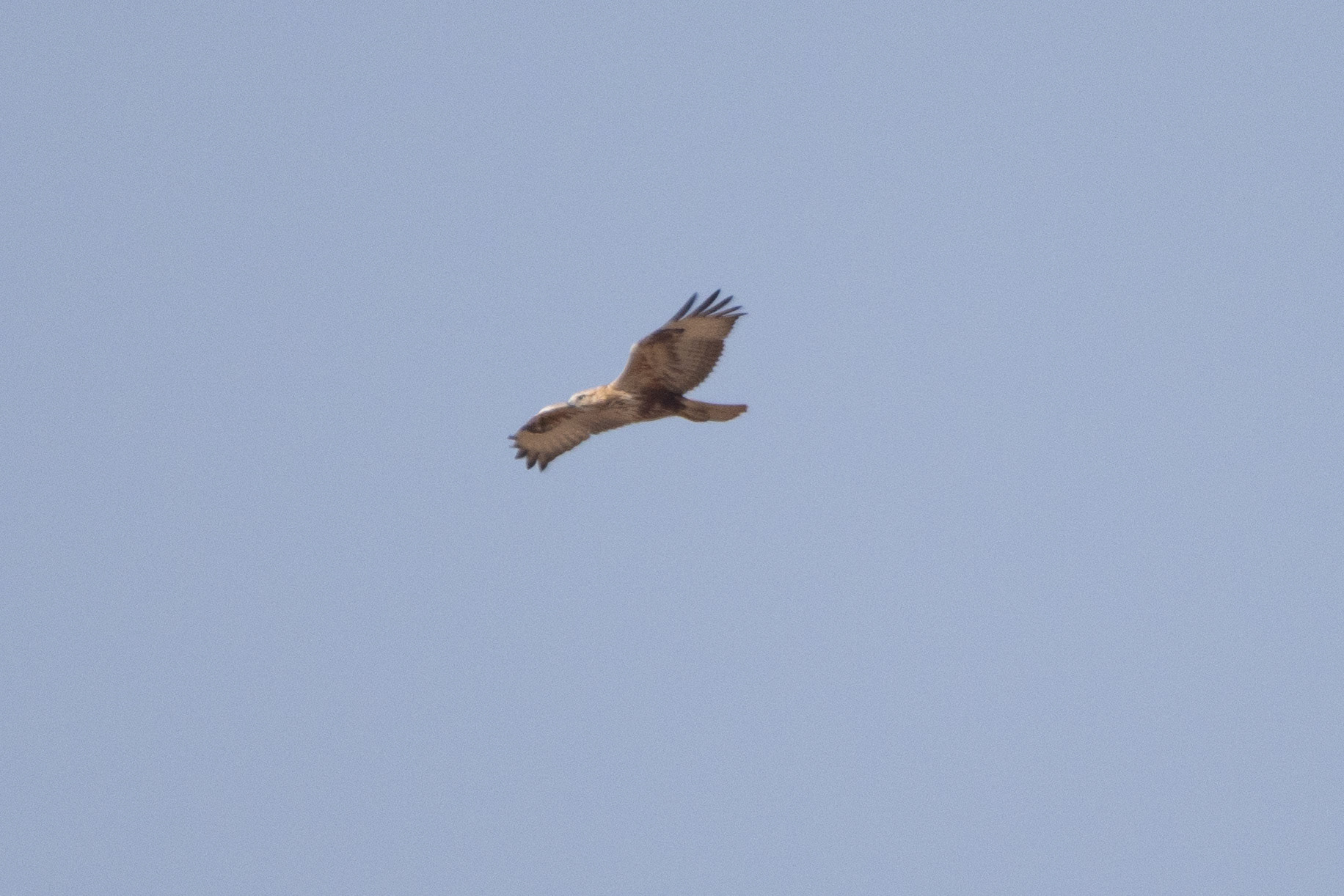 Bonelli's Eagle