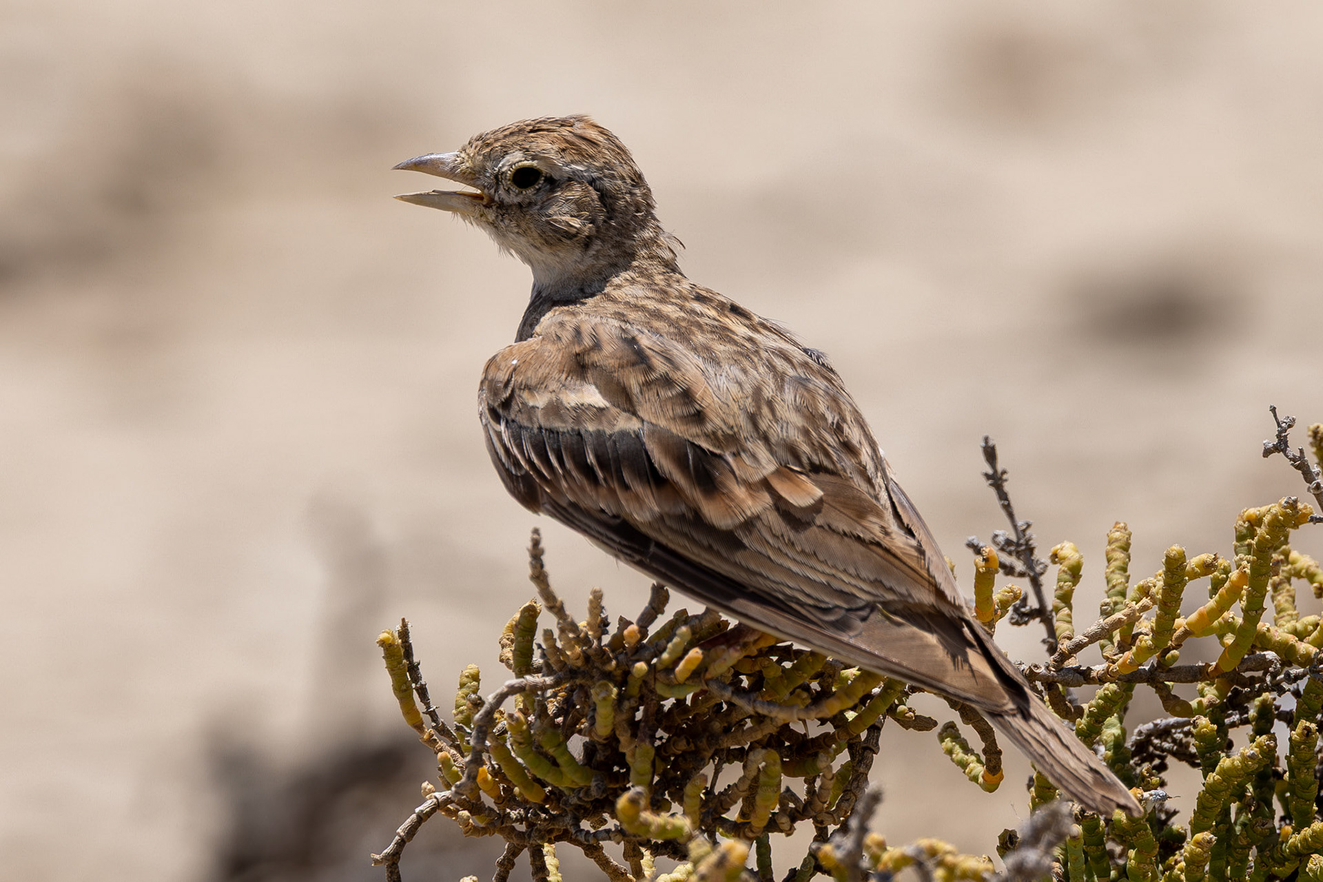Greater Short-toed Lark