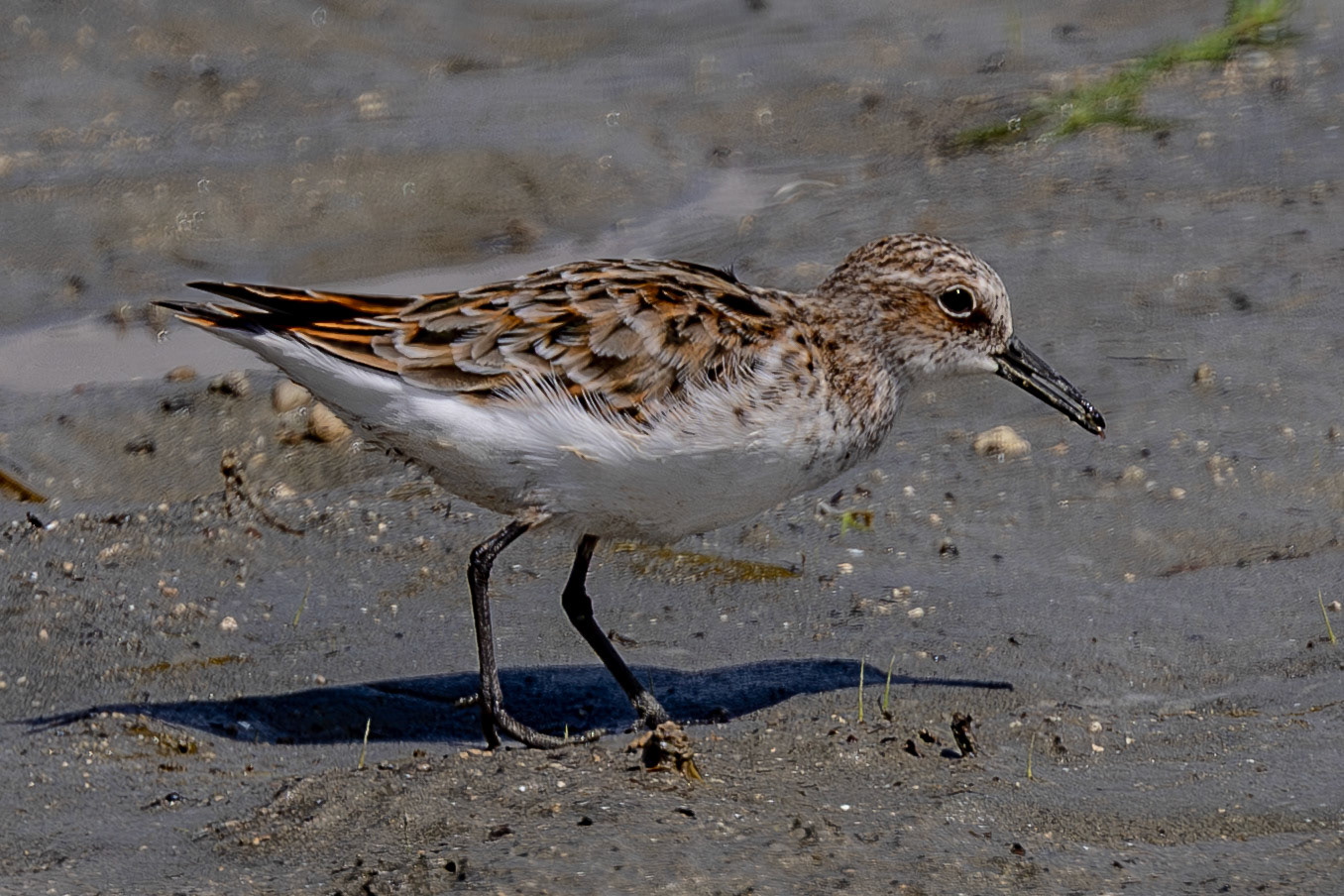 Little Stint