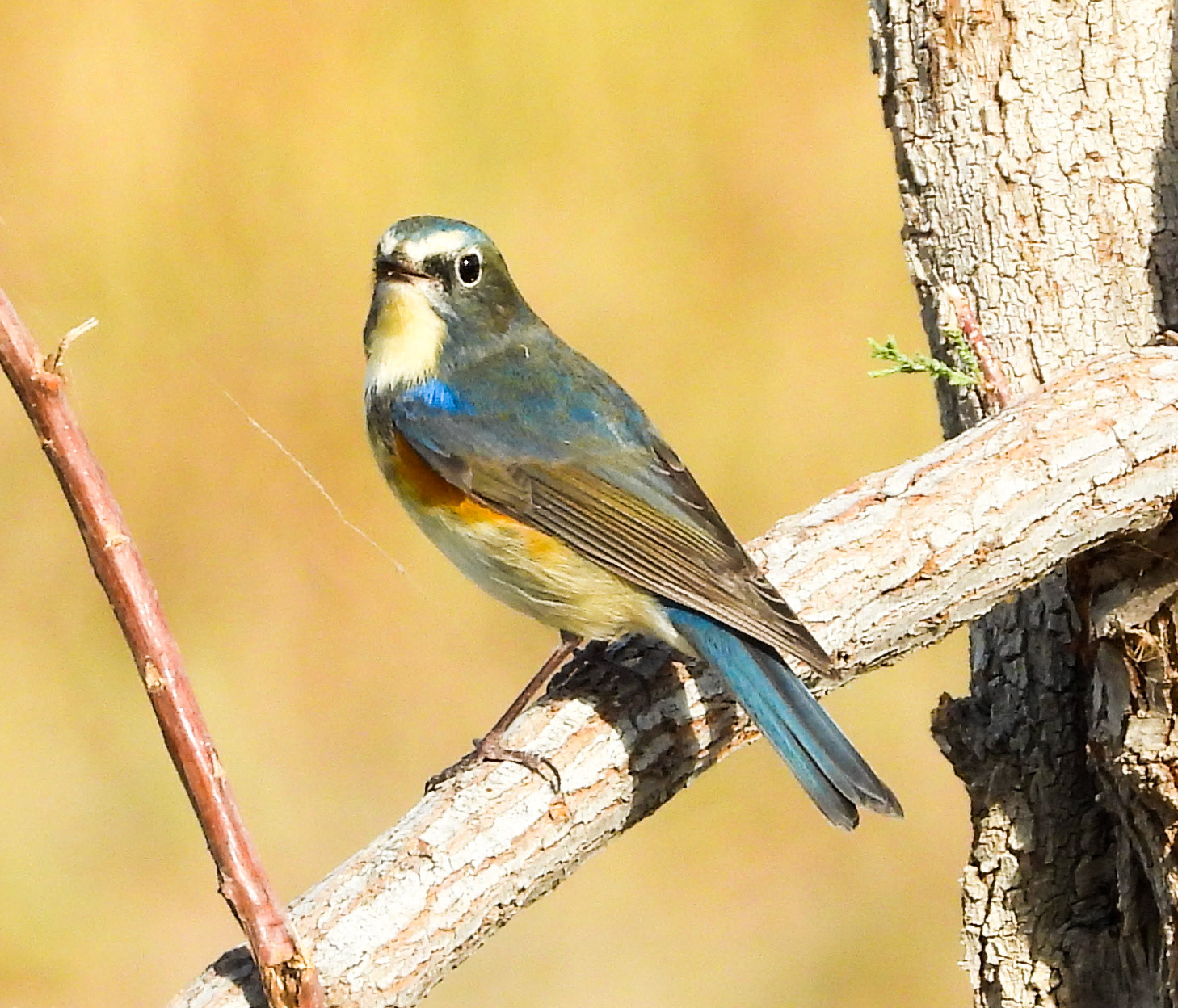 Red-Flanked Bluetail