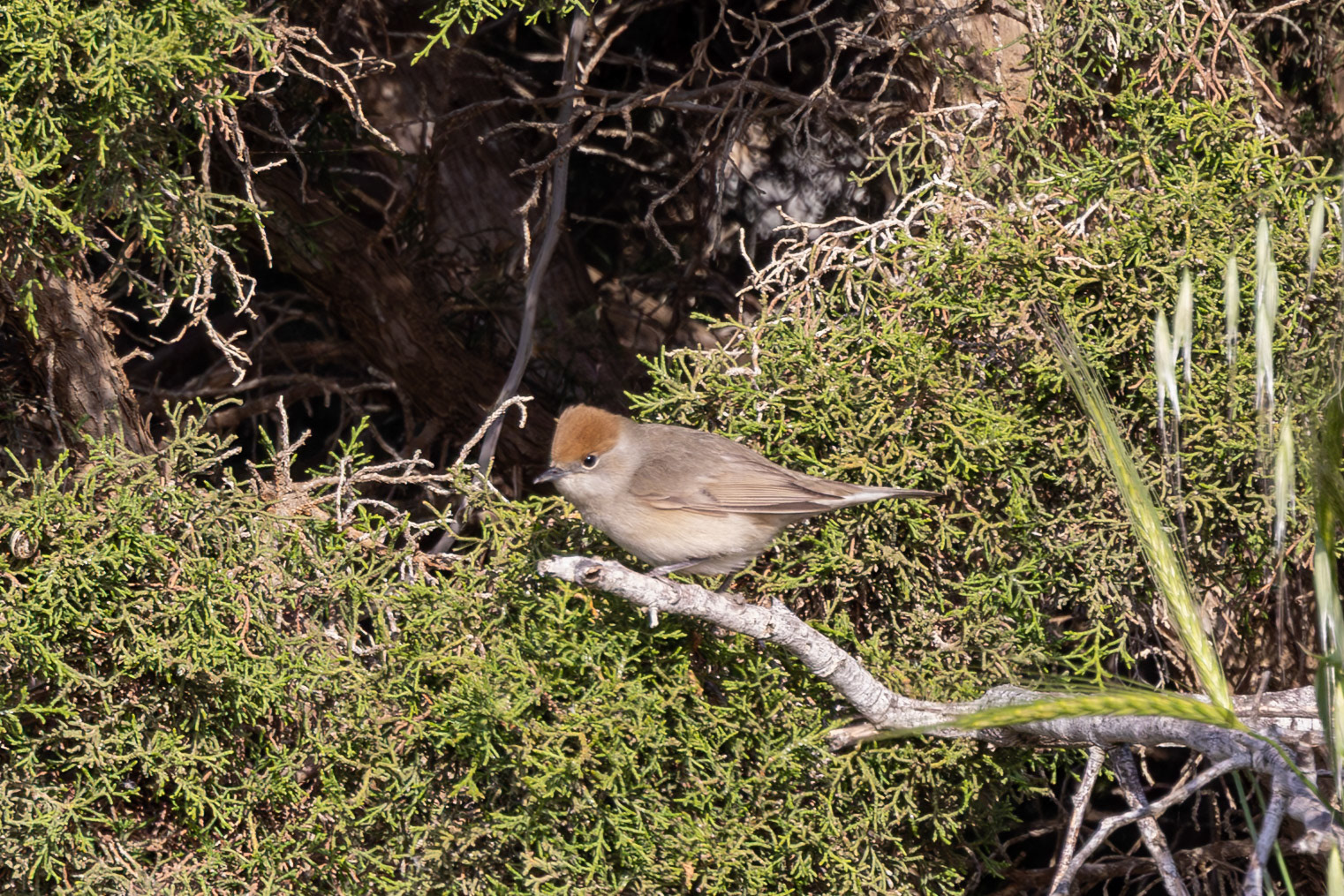 Blackcap