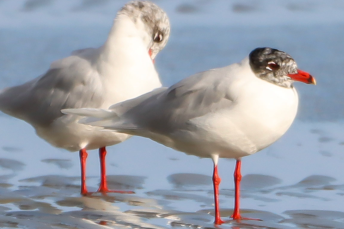 Mediterranean Gull