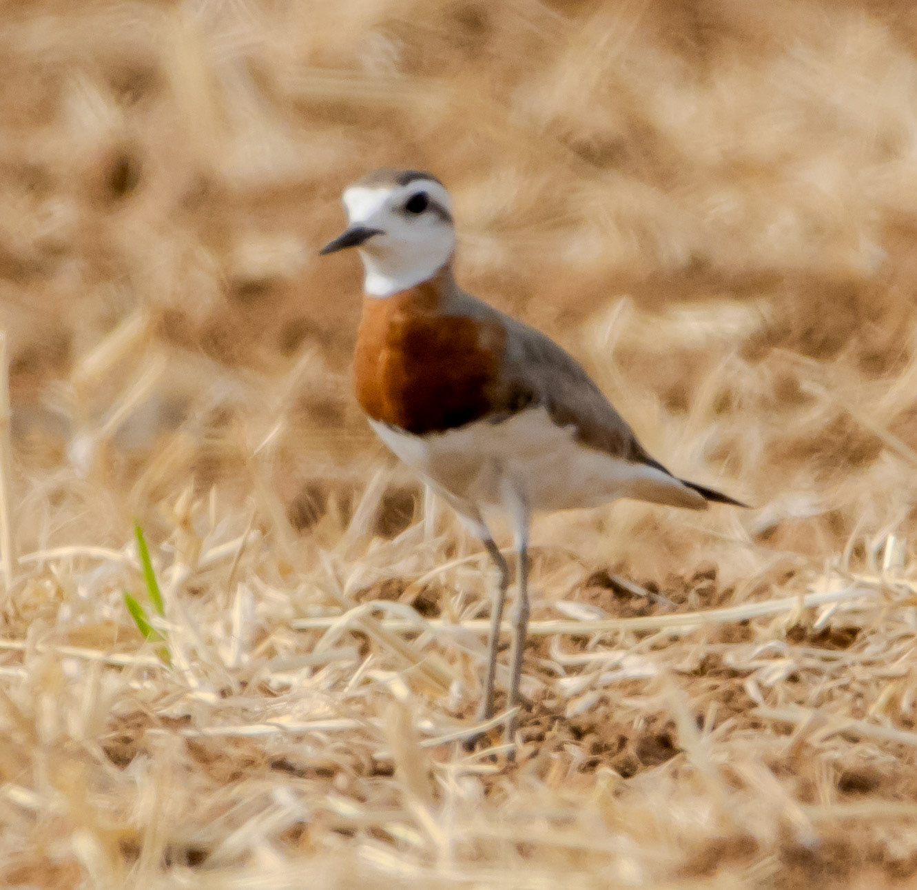 Caspian Plover