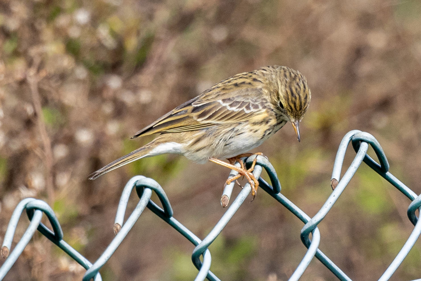 Red-throated Pipit