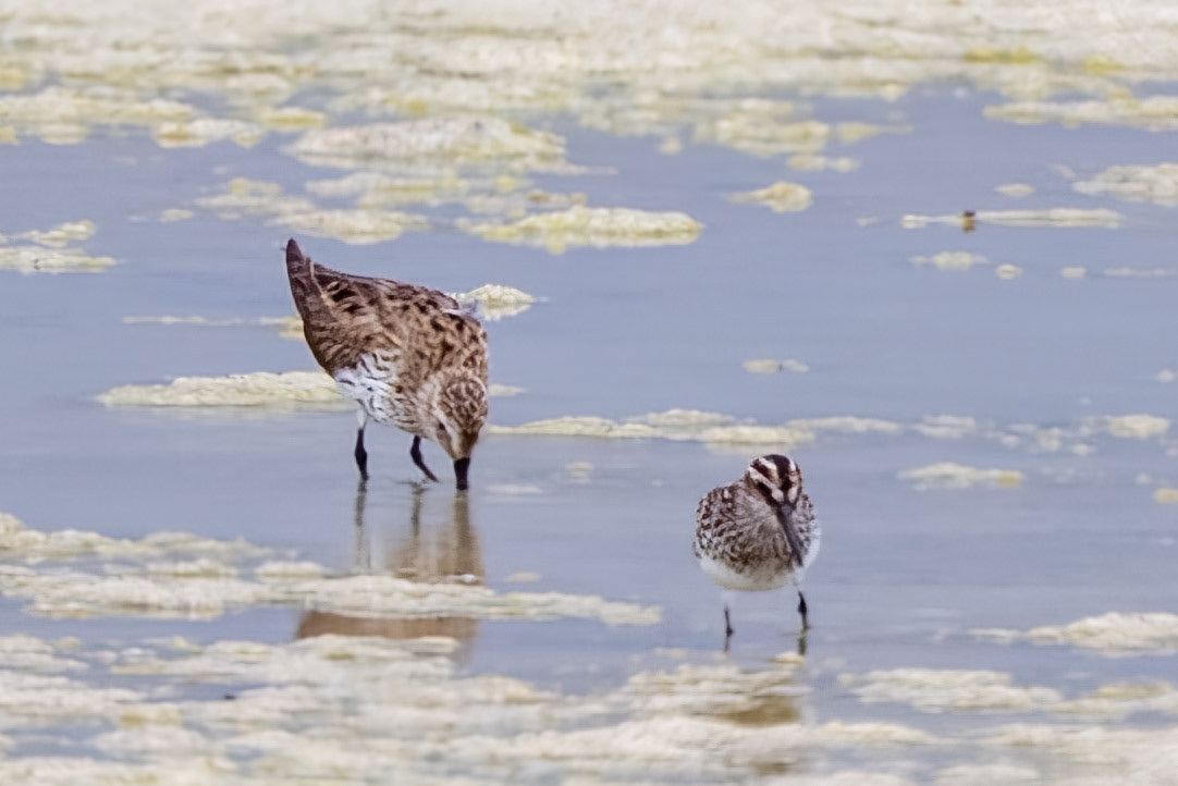 Broad-billed Sandpiper