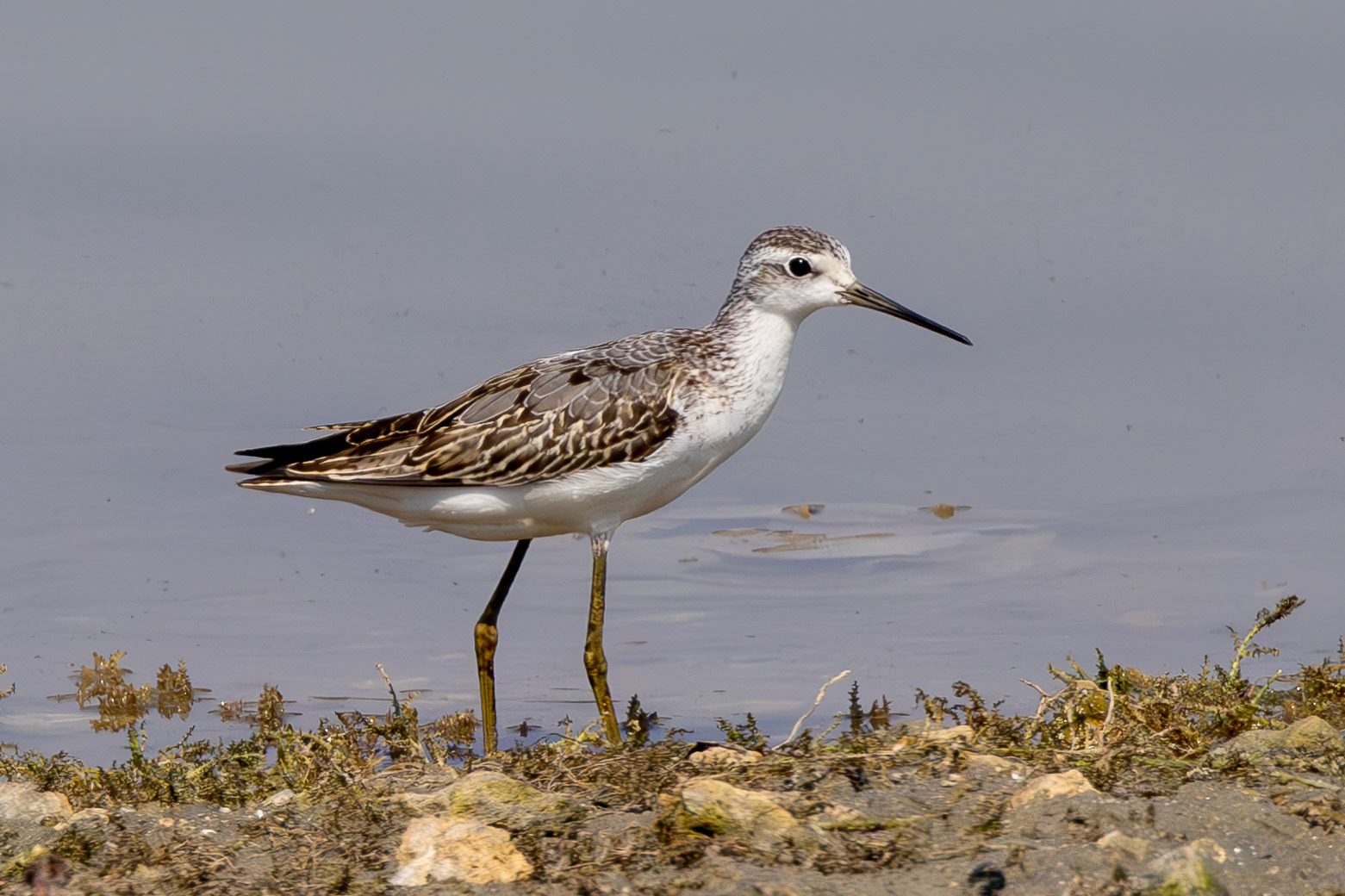 Marsh Sandpiper