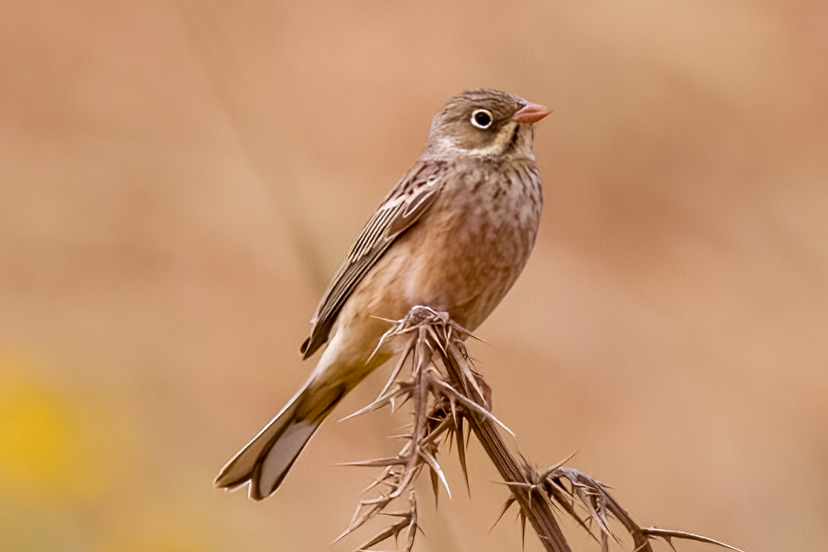 Ortolan Bunting