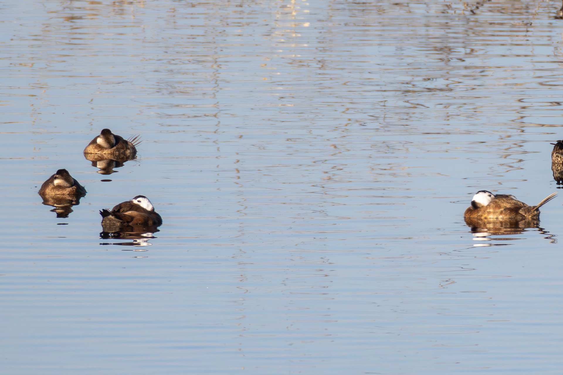 White-headed Duck